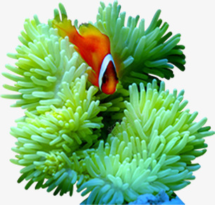 海底海洋生物夏日png免抠素材_新图网 https://ixintu.com 夏日 海底 海洋 生物 素材