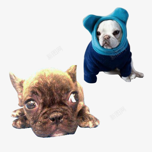 给狗狗打扮png免抠素材_新图网 https://ixintu.com 体型中等 法斗 眼睛大 衣服 骨骼沉重