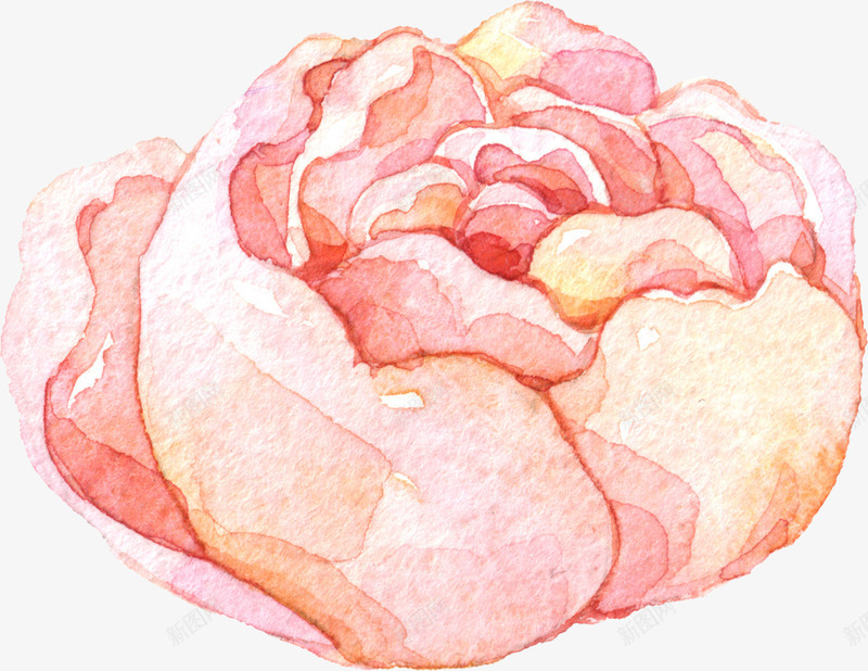 小清新水彩月季花png免抠素材_新图网 https://ixintu.com 免扣素材 小清新 月季 水彩 花朵