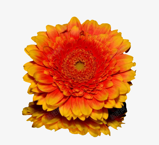 黄色菊花png免抠素材_新图网 https://ixintu.com 橘色 花 菊花 黄色