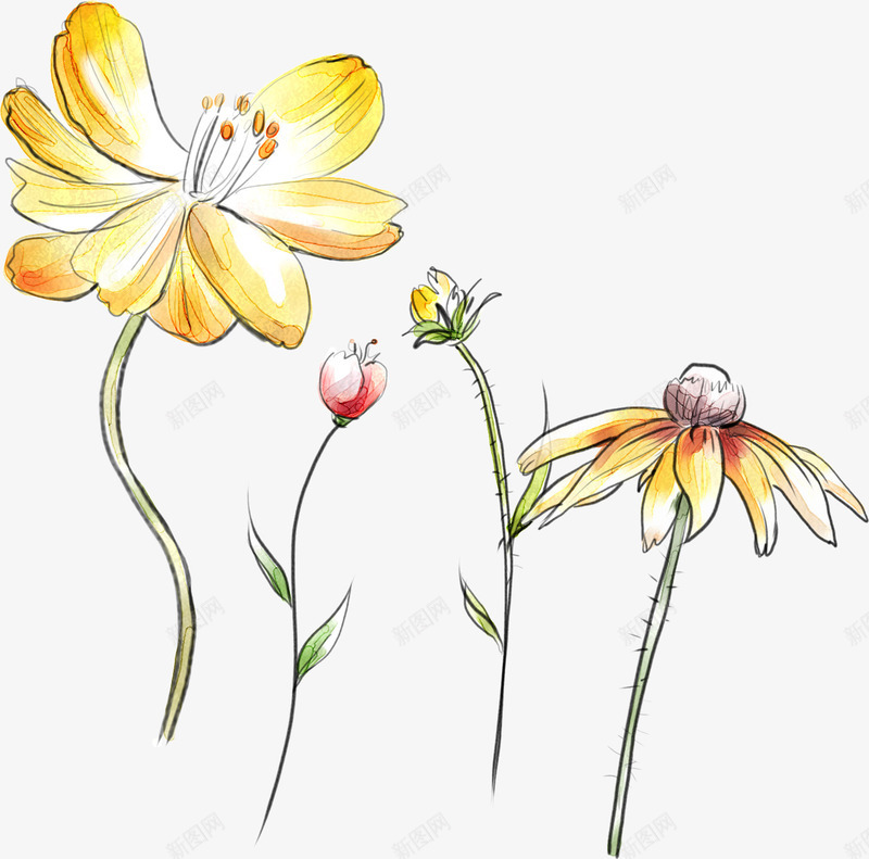 创意合成手绘黄色的菊花效果png免抠素材_新图网 https://ixintu.com 创意 合成 效果 菊花 黄色