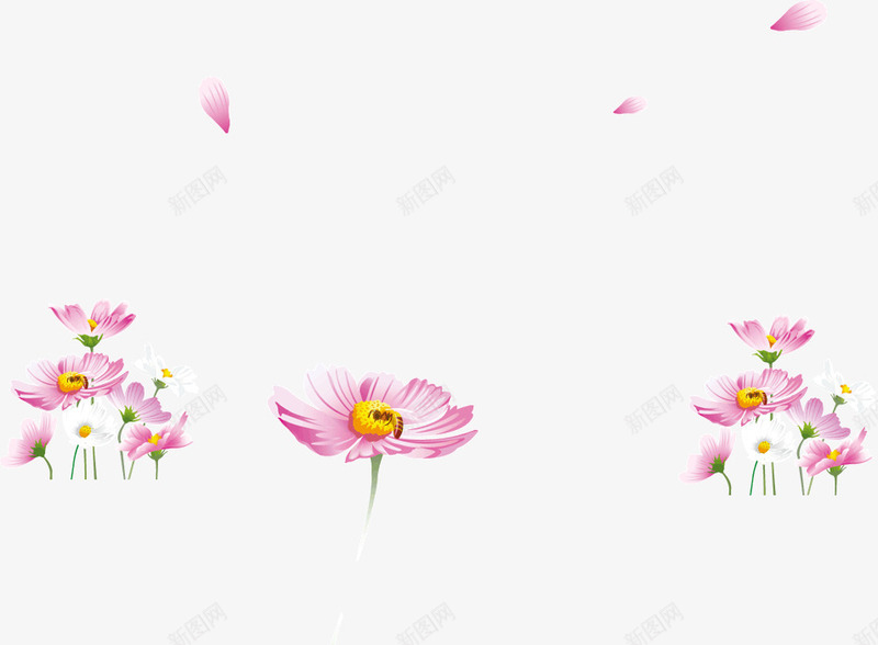 漂亮的菊花png免抠素材_新图网 https://ixintu.com 漂亮 粉色 菊花