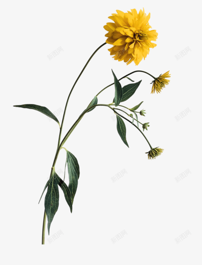 菊花黄色花卉png免抠素材_新图网 https://ixintu.com 菊花黄色花卉