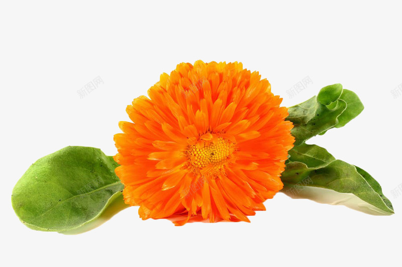 黄色大朵菊花png免抠素材_新图网 https://ixintu.com 万寿菊 叶子 植物 花卉 花草 菊花 黄色
