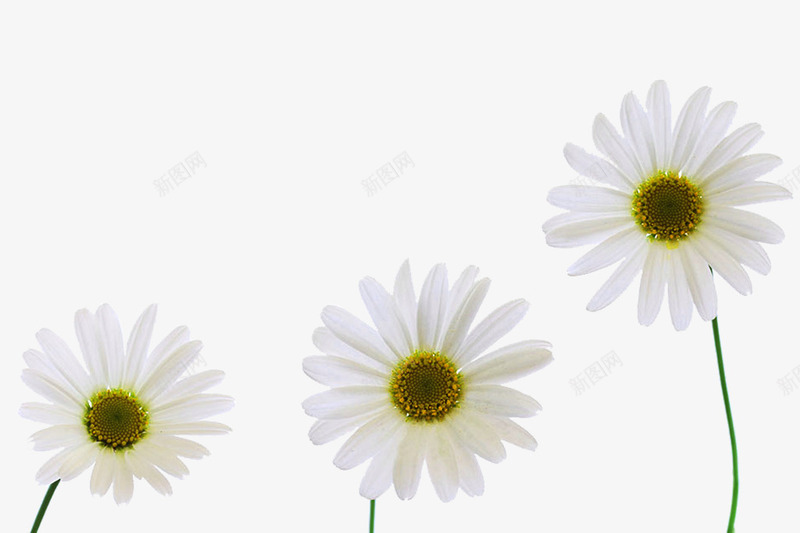 三株杭白菊png免抠素材_新图网 https://ixintu.com 三株 杭白菊 植物 花卉 菊花