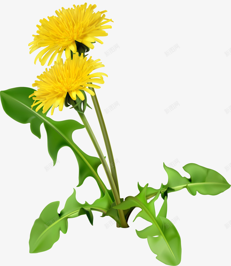 卡通黄色菊花png免抠素材_新图网 https://ixintu.com 卡通 叶子 唯美 枝条 简约 花朵 菊花 黄色