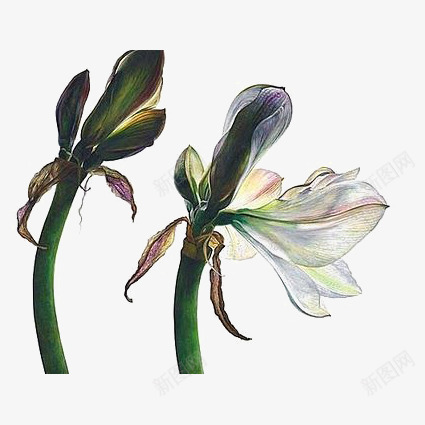 水花花朵png免抠素材_新图网 https://ixintu.com 凋谢的花朵 枯萎的花 植物 水墨花朵 白色花朵 绿色叶片 花朵免扣元素