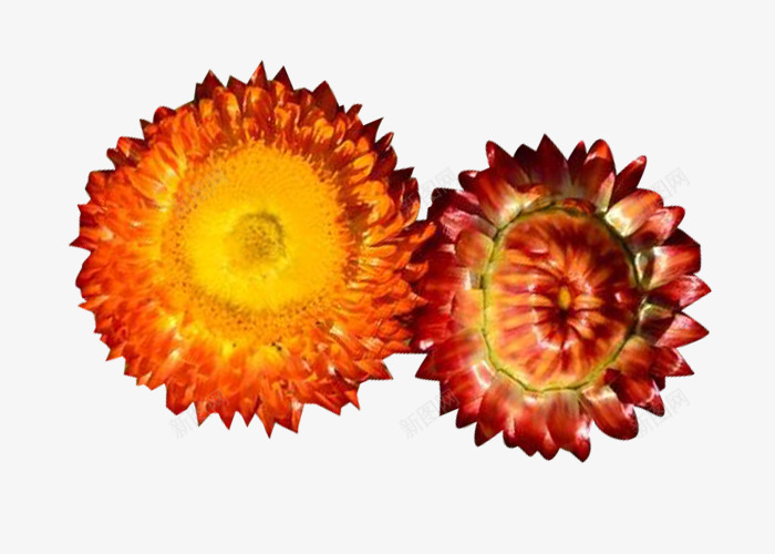 两朵蜡菊花png免抠素材_新图网 https://ixintu.com 两朵花 两朵蜡菊花图片素材免费下载 植物 法国蜡菊 花卉 花朵 菊花 蜡菊