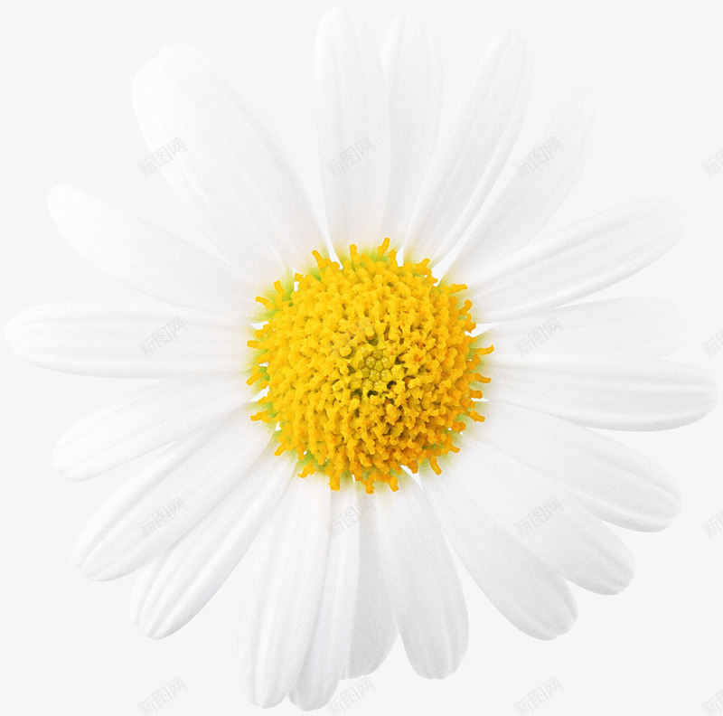 菊花图案png免抠素材_新图网 https://ixintu.com 植物 花卉 花朵 菊花