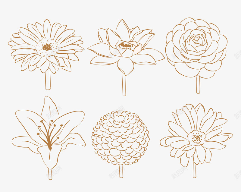 素描美丽的花png免抠素材_新图网 https://ixintu.com 牡丹 素描花 线描花 菊花