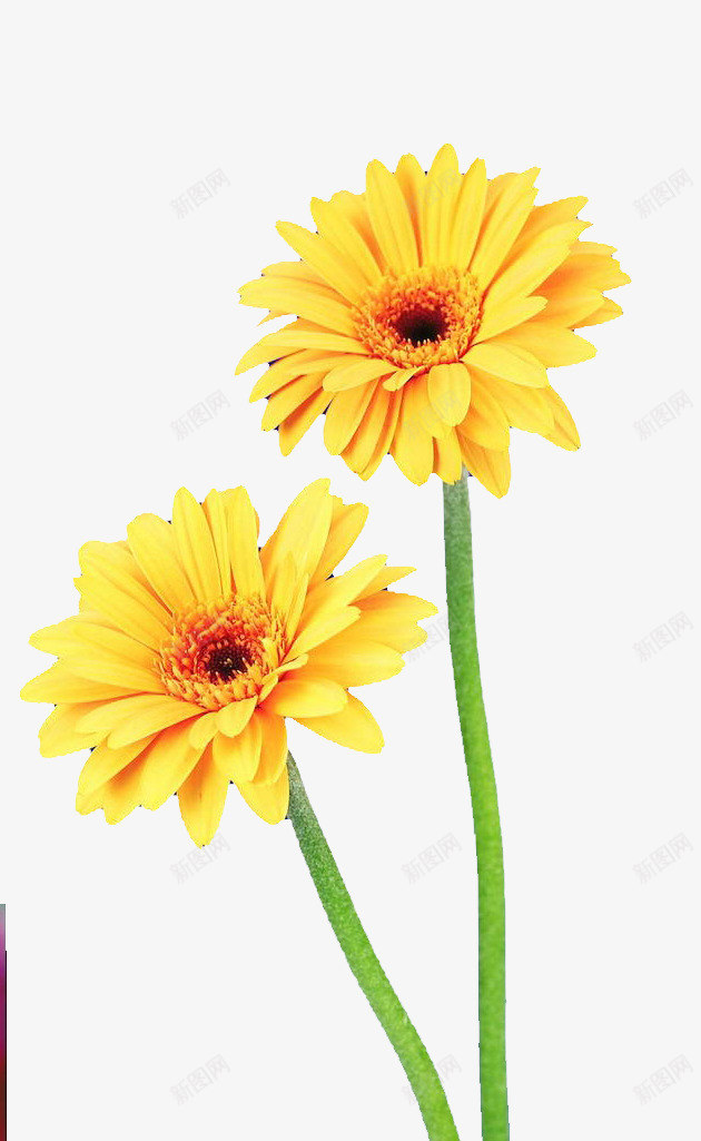 向日葵png免抠素材_新图网 https://ixintu.com 花瓣 花蕊 菊花 黄色花朵
