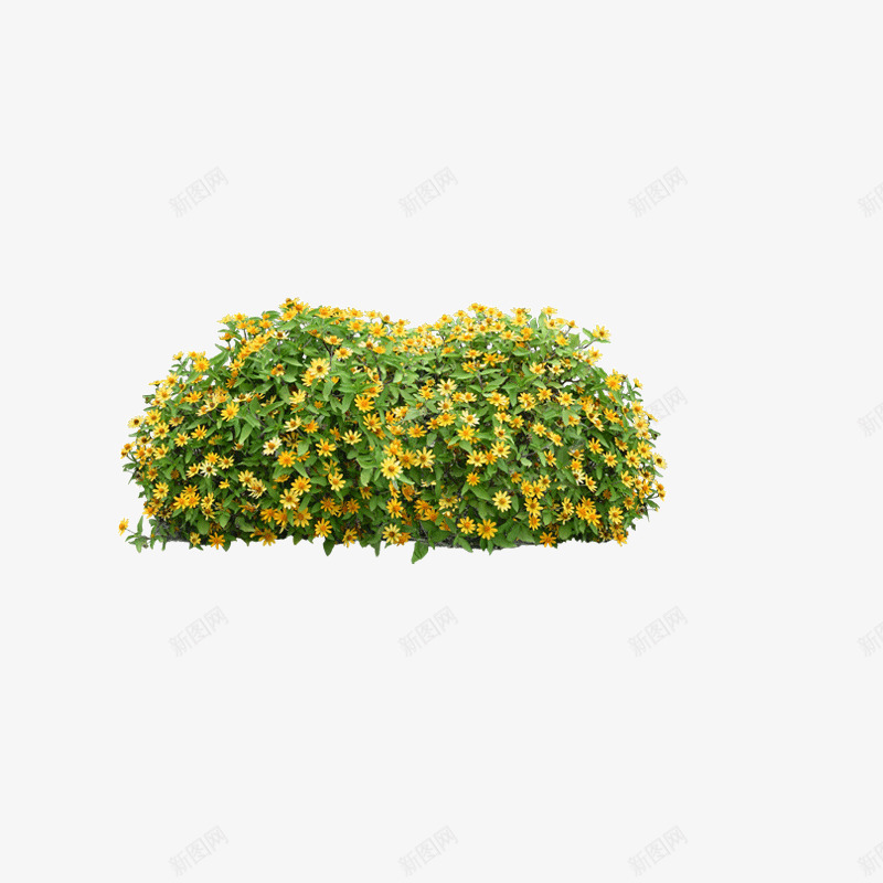 野菊花黄色png免抠素材_新图网 https://ixintu.com 野菊花 黄色