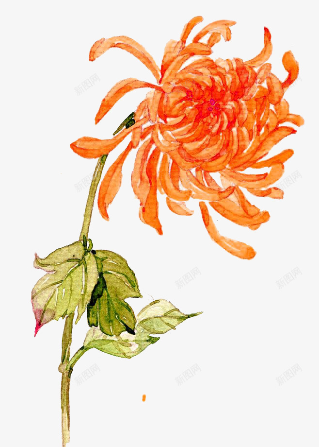 水彩菊花png免抠素材_新图网 https://ixintu.com 卡通 橘色 水彩 菊花 菊花彩绘 装饰