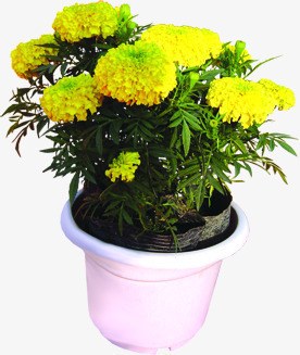 开业庆祝菊花盆栽png免抠素材_新图网 https://ixintu.com 庆祝 开业 盆栽 菊花
