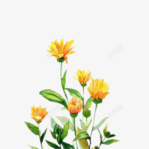 黄色金盏菊花插画png免抠素材_新图网 https://ixintu.com 插画 菊花 金盏菊 黄色