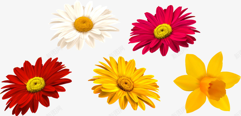 菊花矢量图ai免抠素材_新图网 https://ixintu.com 白色 红色 花朵 菊花 矢量图