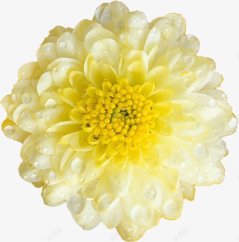盛开的菊花png免抠素材_新图网 https://ixintu.com 实物 植物 绽放 花朵 菊花
