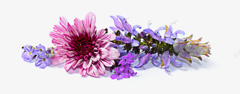 菊花花朵摆件rpng免抠素材_新图网 https://ixintu.com 摆件 花 花朵 菊花