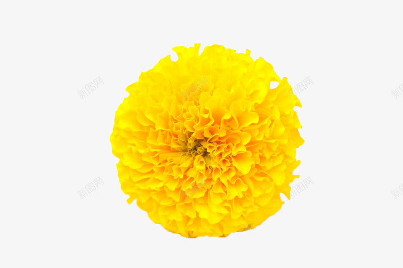 黄色万寿菊png免抠素材_新图网 https://ixintu.com 万寿菊 植物 花卉 花草 菊花 黄色
