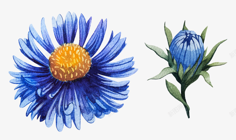 唯美水彩绘花朵插画png免抠素材_新图网 https://ixintu.com 水彩花朵插画 渐变 渐变样式 渐变花瓣 蓝色花朵 蓝色菊花