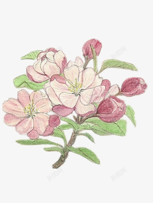 彩铅海棠花png免抠素材_新图网 https://ixintu.com 图片 好看 彩铅 海棠花 漂亮的海棠花