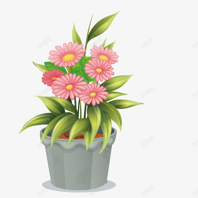 非洲菊png免抠素材_新图网 https://ixintu.com 盆栽 种植菊花 粉色 菊花