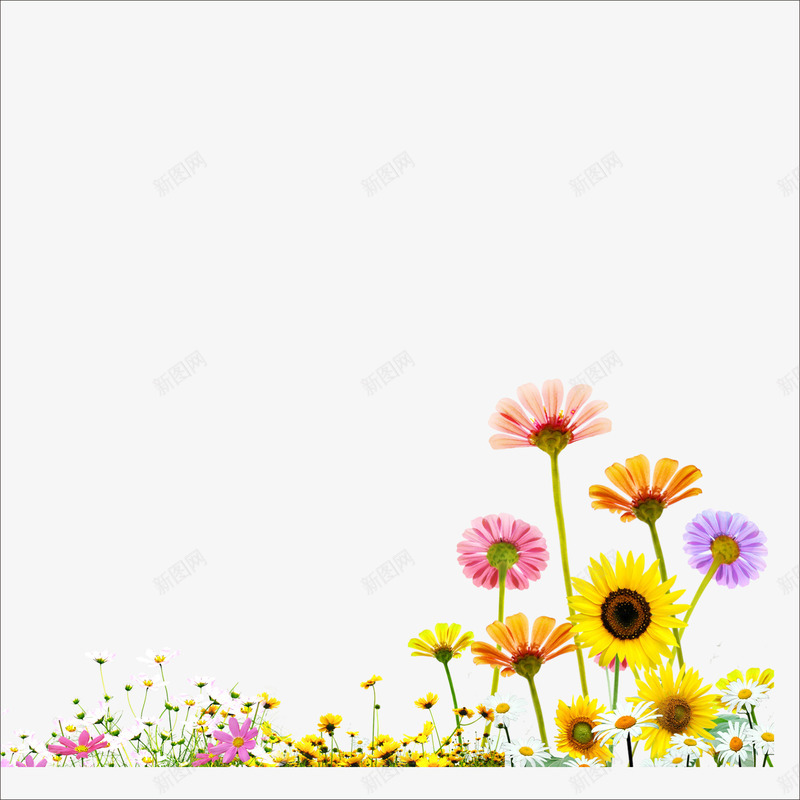 菊花png免抠素材_新图网 https://ixintu.com 美丽的菊花 花的图片 鲜花