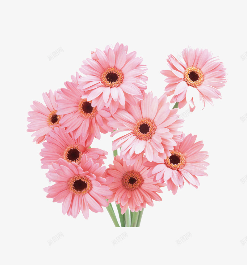 一束菊花png免抠素材_新图网 https://ixintu.com 一束菊花 花朵 菊花