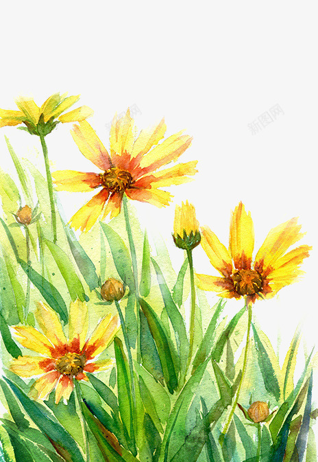 花卉png免抠素材_新图网 https://ixintu.com 手绘 水彩 花朵 菊花 黄色