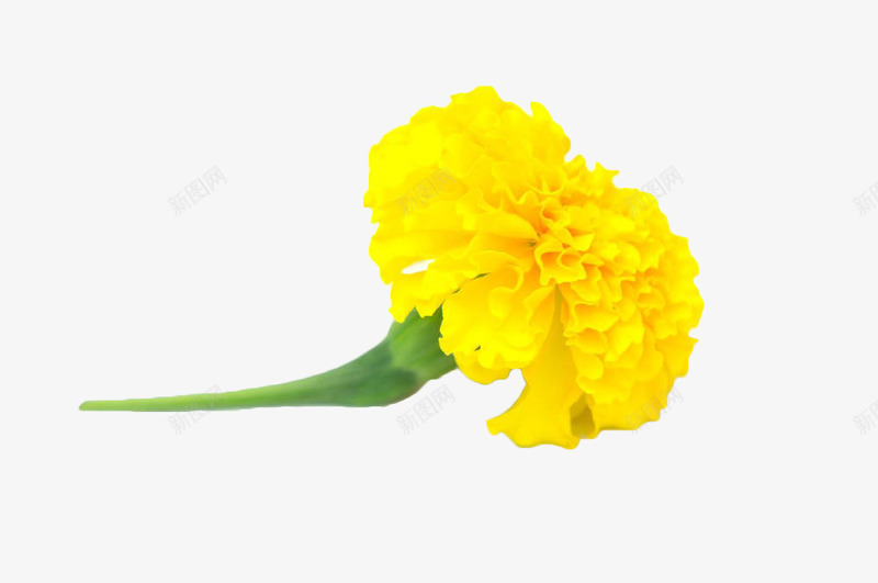黄色带柄菊花png免抠素材_新图网 https://ixintu.com 万寿菊 植物 花卉 花草 茎 黄色