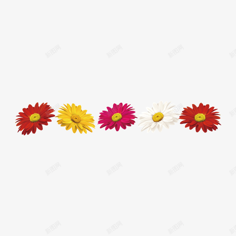 菊花花朵边角装饰png免抠素材_新图网 https://ixintu.com 彩色菊花 手绘菊花 花朵边角装饰