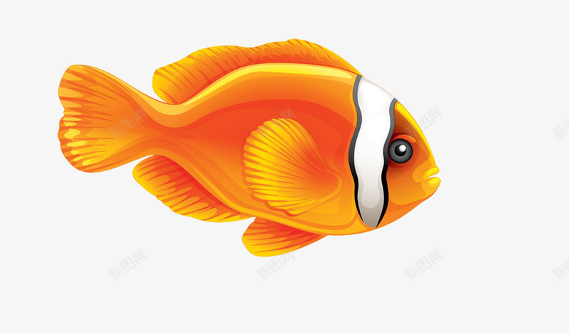 海底鱼类照片png免抠素材_新图网 https://ixintu.com 卡通手绘鱼类照片 海洋生物照片 漂亮的小鱼 观赏鱼照片