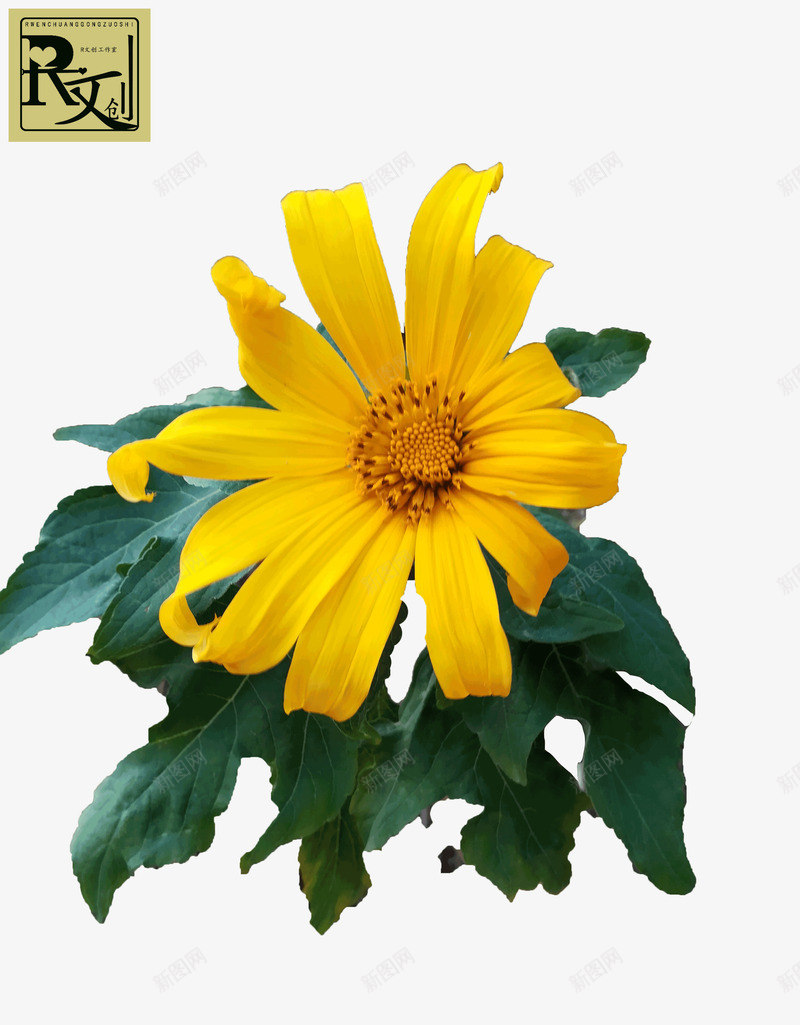 不知名的花姑且认为是野菊png免抠素材_新图网 https://ixintu.com 植物 花 菊花 黄花