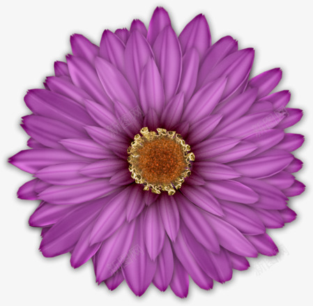 紫色菊花png免抠素材_新图网 https://ixintu.com png 紫色 菊花 装饰