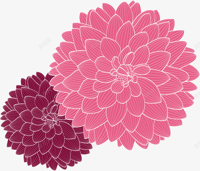 手绘菊花装饰png免抠素材_新图网 https://ixintu.com 手绘菊花 手绘菊花矢量图 手绘菊花装饰 矢量手绘菊花 菊花装饰