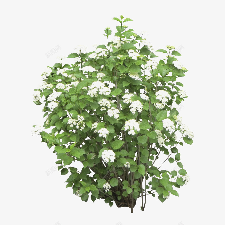 一簇白菊花png免抠素材_新图网 https://ixintu.com 一簇 产品实物 白菊花 花朵