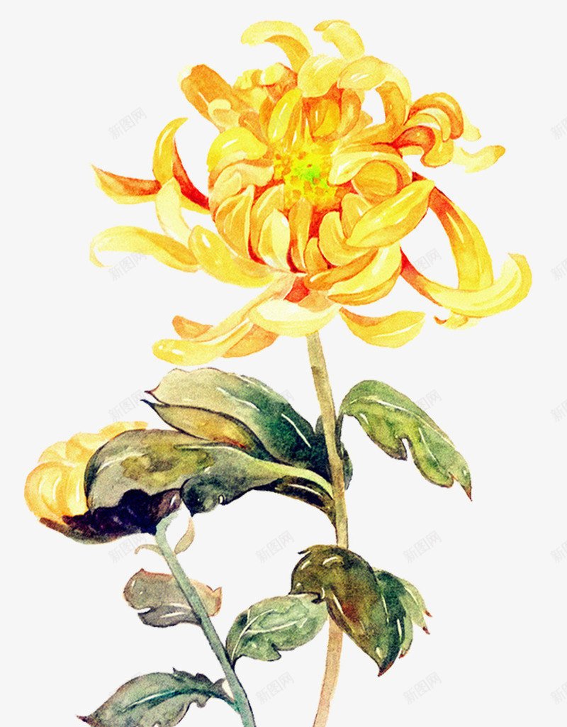 黄绿色卡通秋季菊花png免抠素材_新图网 https://ixintu.com 卡通 日常 秋季 秋季菊花 绿色 菊花 黄色