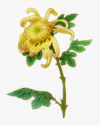 绿色菊花png免抠素材_新图网 https://ixintu.com 素材 绿色 菊花