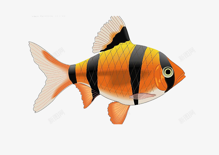 漂亮的鱼类片png免抠素材_新图网 https://ixintu.com PPT讲义海洋生物图片 海底生物照片 背景照片鱼类 装饰鱼类照片