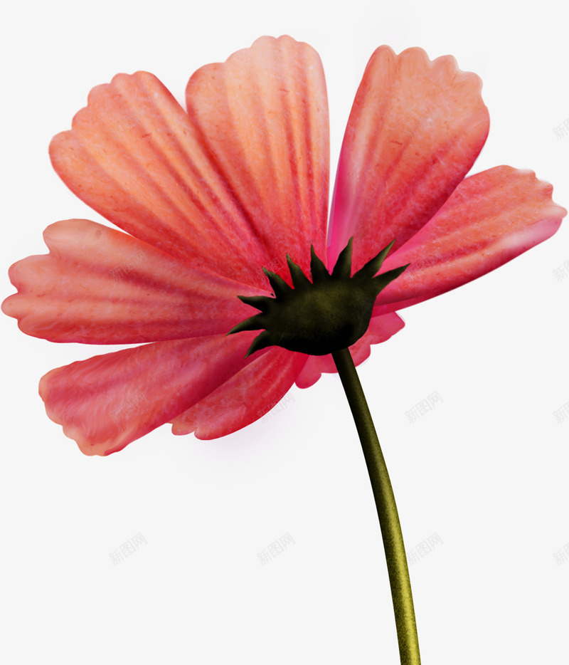 粉色菊花无框画png免抠素材_新图网 https://ixintu.com 粉色 素材 菊花