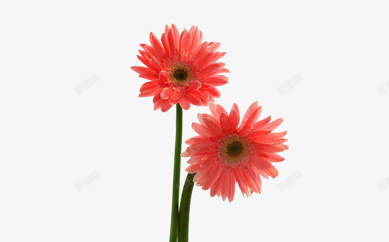 菊花两朵png免抠素材_新图网 https://ixintu.com 两朵 大丽菊 水红色 菊花