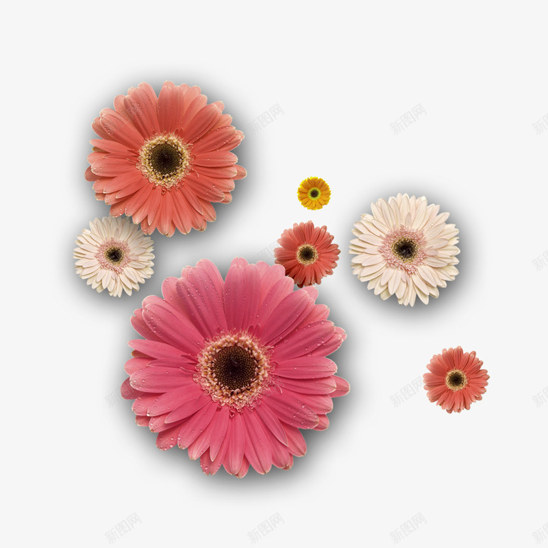 彩色菊花psd免抠素材_新图网 https://ixintu.com 橙色菊花 白色菊花 粉色菊花 菊花