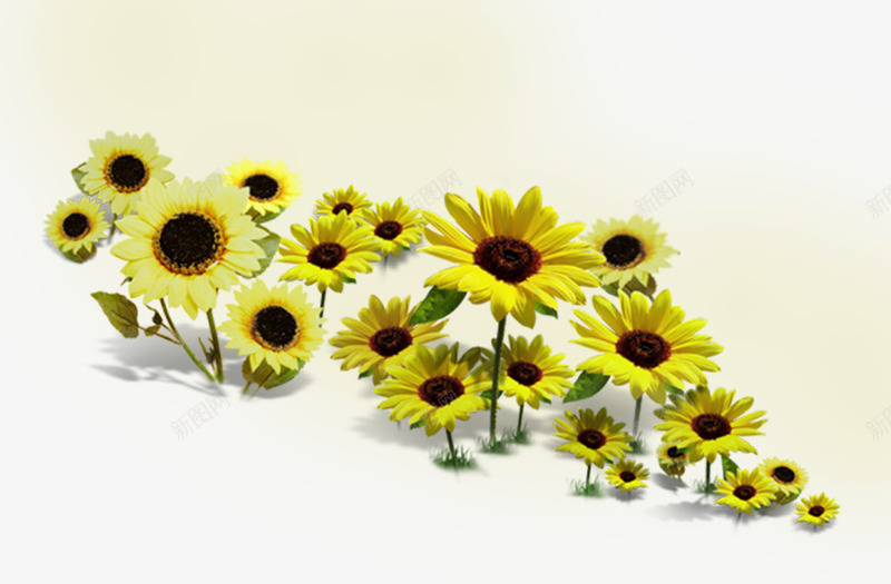 小菊花png免抠素材_新图网 https://ixintu.com 小花 菊花 葵花