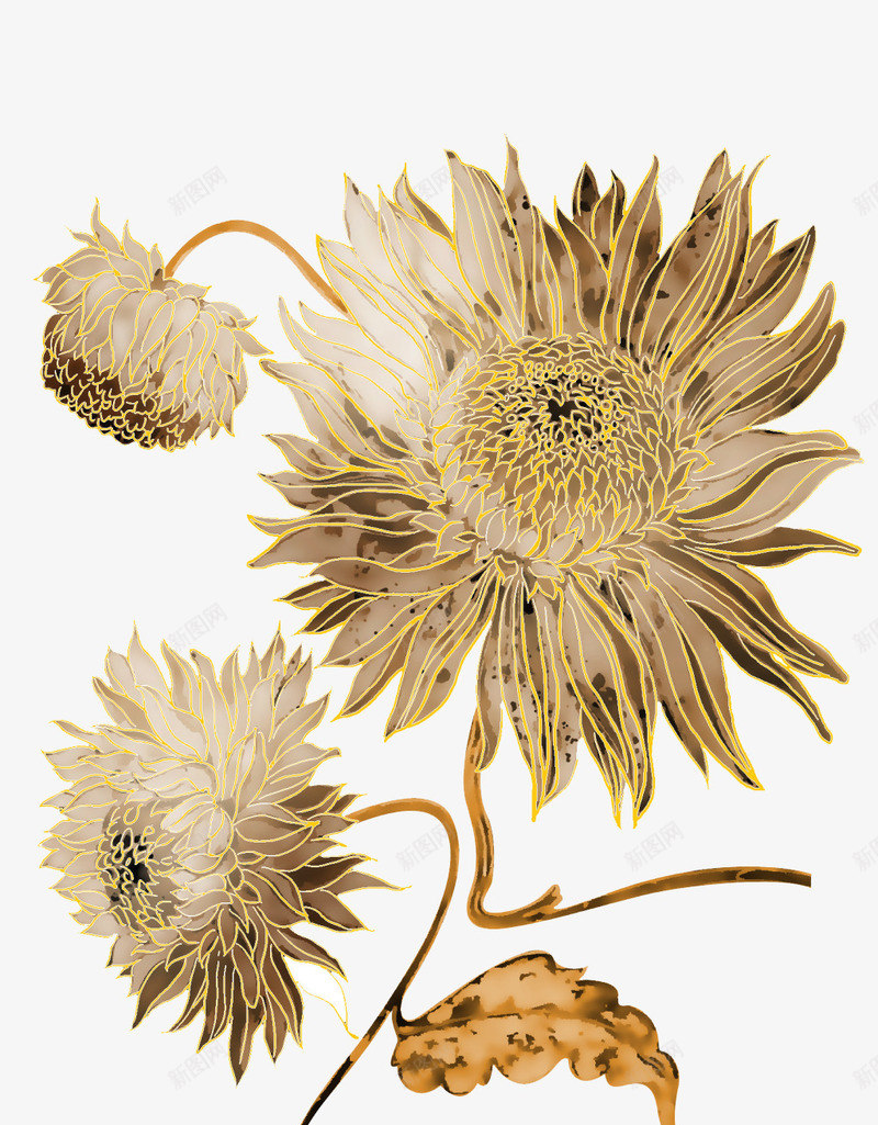 手绘优雅菊花png免抠素材_新图网 https://ixintu.com 优雅 手绘 菊花 金丝