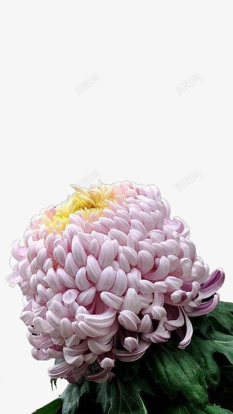 菊花png免抠素材_新图网 https://ixintu.com 开放 很多花瓣 粉色