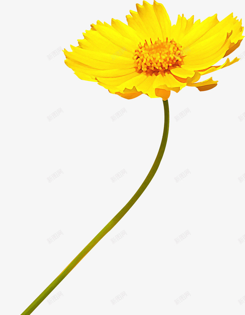 摄影合成黄色的开放的菊花png免抠素材_新图网 https://ixintu.com 合成 开放 摄影 菊花 黄色