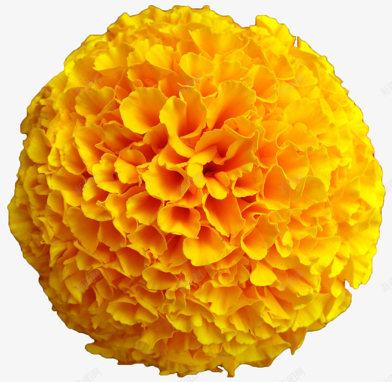 大朵万寿菊png免抠素材_新图网 https://ixintu.com 万寿菊 植物 花卉 花草 菊花 黄色