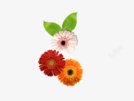 3朵小花png免抠素材_新图网 https://ixintu.com 小花 绿叶 菊花 鲜花