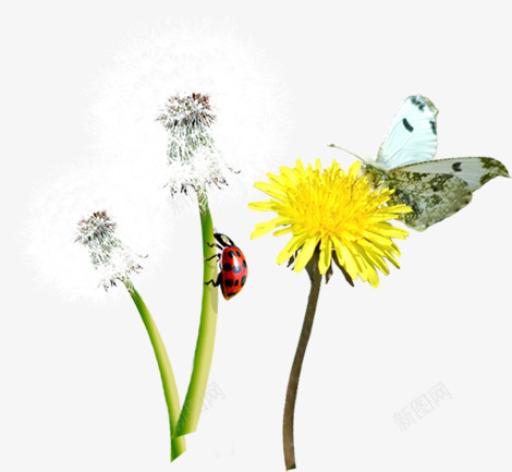 黄色菊花蒲公英蝴蝶png免抠素材_新图网 https://ixintu.com 菊花 蒲公英 蝴蝶 黄色