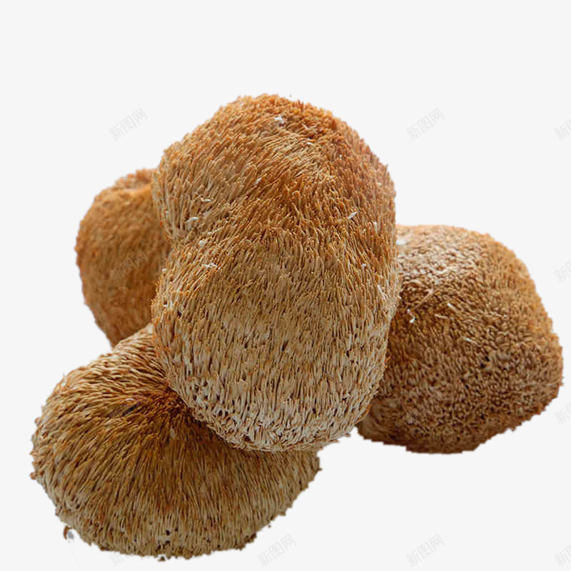 猴头菇实拍png免抠素材_新图网 https://ixintu.com 实拍 干货 猴头菇 营养食物